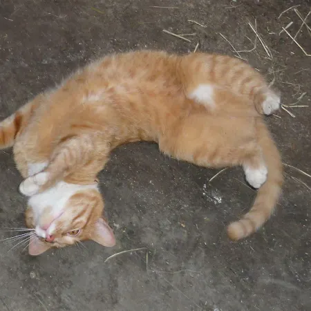 Agroturismo Bauernhof Trinkergut Unternberg