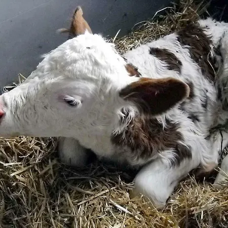 Bauernhof Trinkergut Agroturismo